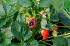 5 Jenis Penyakit Tanaman Strawberry dan Gejalanya