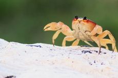 BGN Lapor Menu MBG 1 Anak Dapat 1 Ikan Lele, Prabowo: Lebih Bagus dari Waktu Saya Tentara
