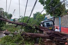 Pohon Tumbang Nyangkut Kabel Listrik di Grogol Petamburan, Hampir Timpa Bajaj