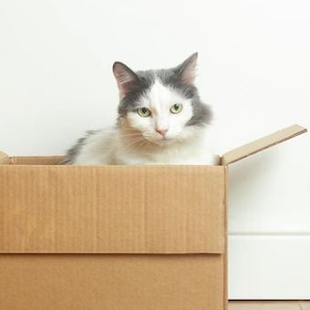 ilustrasi kucing dikirimkan lewat paket.