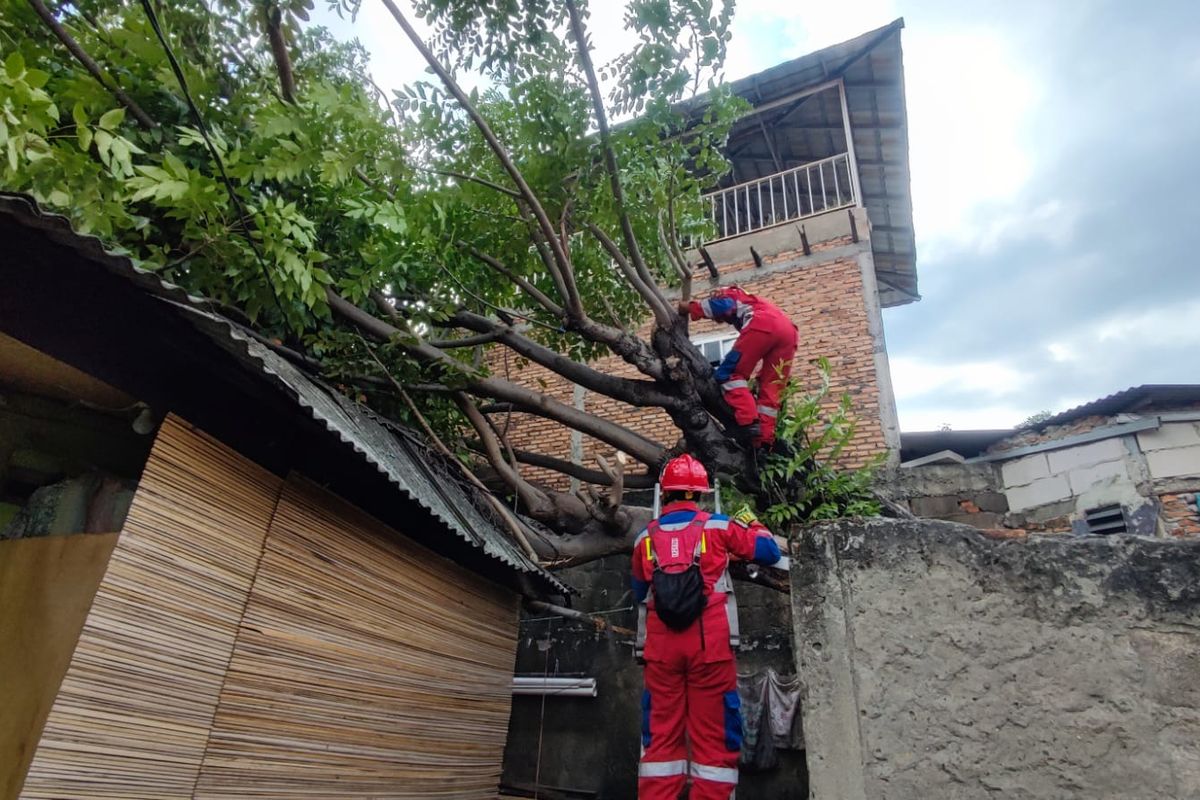 Pohon kedondong setinggi lebih kurang 10 meter tumbang dan menimpa rumah seorang warga di Kelurahan Cakung Barat, Kecamatan Cakung, Jakarta Timur, Minggu (22/1/2023).
