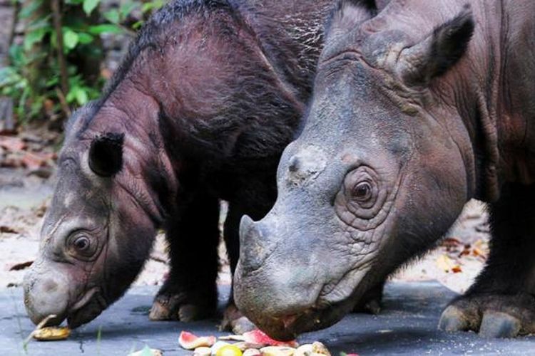 Bayi Badak Sumatera Delilah bersama induk Badak Sumatera Ratu menyantap buah-buahan di Suaka Rhino Sumatera Taman Nasional Way Kambas, Lampung Timur, Rabu (27/6/2016). ASEAN Center for Biodiversity resmi menetapkan Taman Nasional Way Kambas sebagai salah satu taman warisan ASEAN (Asean Heritage Park/AHP) karena kekayaan keanekaragaman hayati di dalamnya.