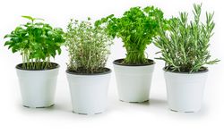 Tanpa Bahan Kimia, Ini Tanaman Herbal yang Bisa Usir Tikus di Rumah