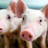 19.000 Ternak Babi Mati akibat Virus ASF di NTT