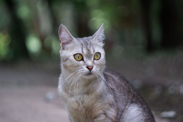 Kucing ras Burmilla, salah satu kucing dengan sifat tenang dan pendiam.