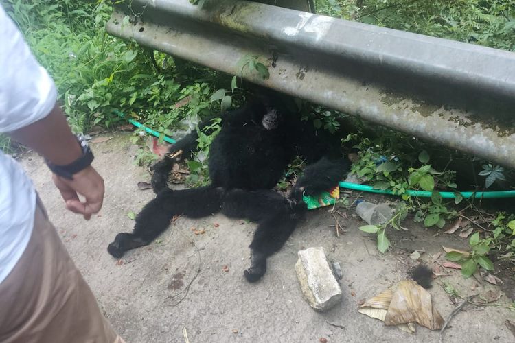 Siamang Tewas Tersengat Listrik di Fly Over Kelok 9, Anaknya Diselamatkan Warga yang Mengaku TNI