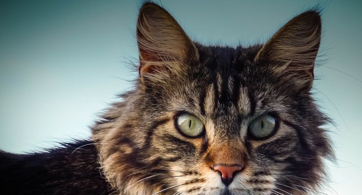 Dari Mana Kucing Maine Coon Berasal?