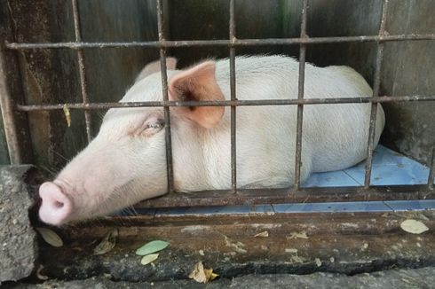 Babi Mati Mendadak akibat Flu Afrika di Sikka NTT Terus Bertambah