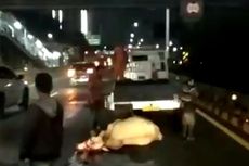 Lepas dari Ikatan, Sapi Kurban Ditabrak Taksi di Ruas Tol Tomang