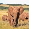 Gajah di India Diuji Covid-19 Setelah Kematian Singa Asia akibat Corona