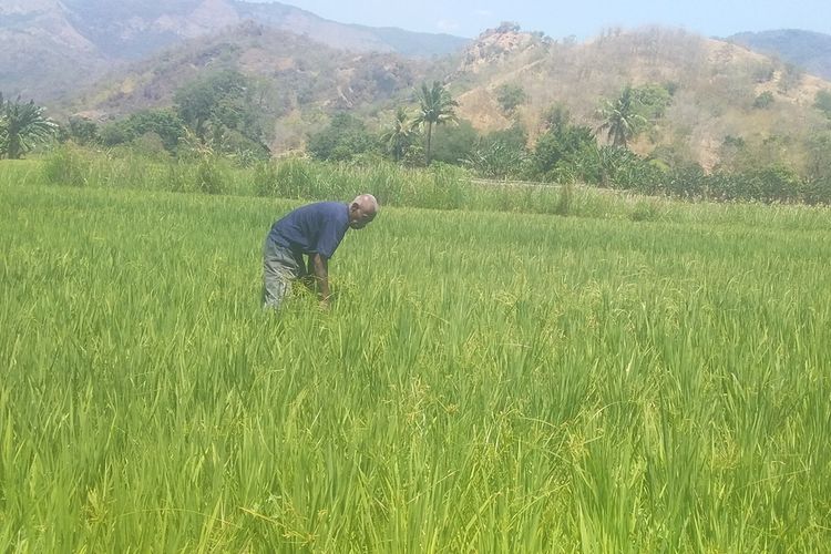 Foto : Alfonsus Todang, salah seorang petani Desa Done saat diwawancara di lahan persawahan Desa Done, Kecamatan Magepanda, Kabupaten Sikka, NTT, Selasa (10/9/2019).