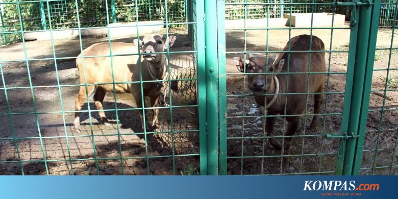 Anoa Di Pulau Buton Terancam Punah