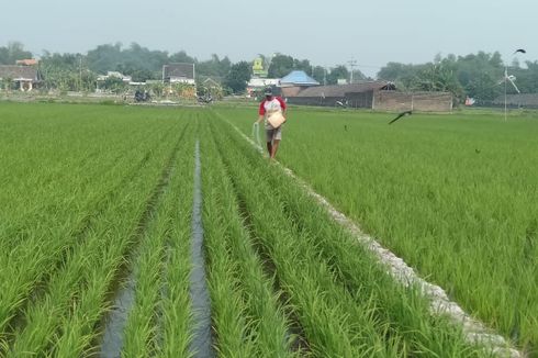 Petani di Jawa Timur Rasakan Banyak Manfaat dari Kartu Tani