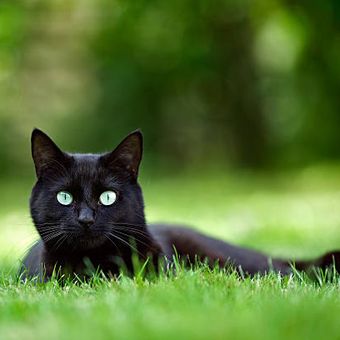 Alasan kucing hitam dianggap sebagai pertanda buruk.