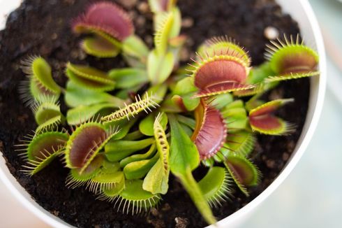 Apakah Tanaman Venus Flytrap Benar-benar Bisa Menangkap Serangga?