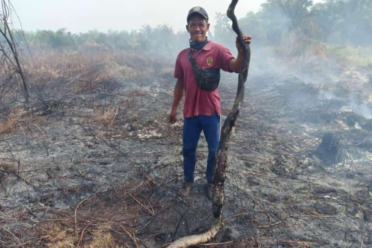 Anggota MPA memperlihatkan ular piton mati terpanggang akibat karhutla di Desa Tanjung Kuras, Kecamatan Sungai Apit, Kabupaten Siak, Riau, Sabtu (16/3/2024).