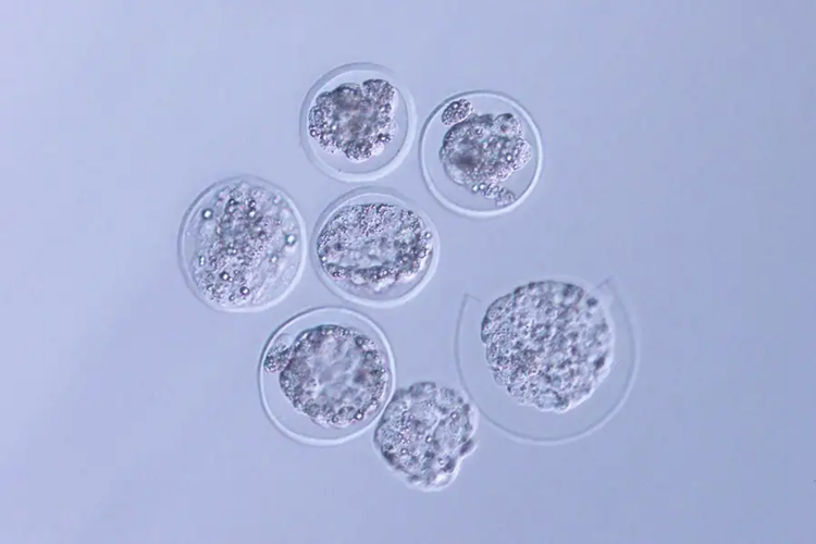 Embrio tikus yang dikirim ke luar angkasa. Studi ini bertujuan mengetahui reproduksi di luar angkasa, di lingkungan mikro gravitasi.