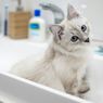 Cara Menghentikan Kucing Buang Air Besar di Bak Mandi dan Wastafel