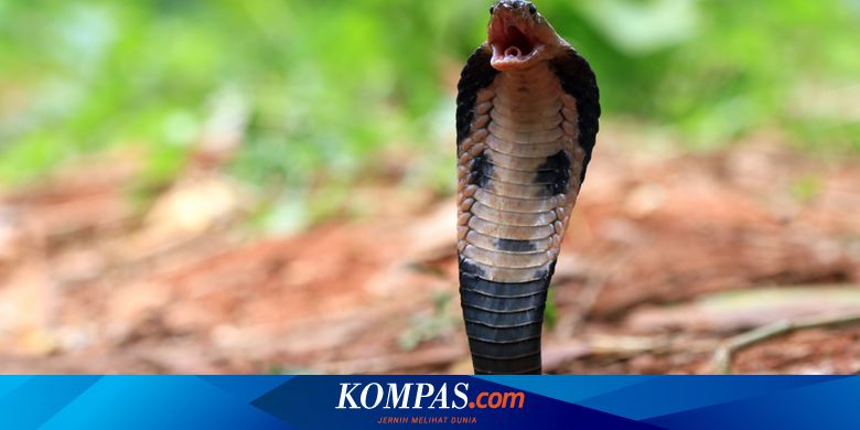 Tangan Kiri Digigit King Kobra Bocah 7 Tahun Meninggal Ular Ditangkap Halaman All Kompas Com Tangan Kiri Digigit King Kobra Bocah 7 Tahun Meninggal Ular Ditangkap Halaman All Kompas Com