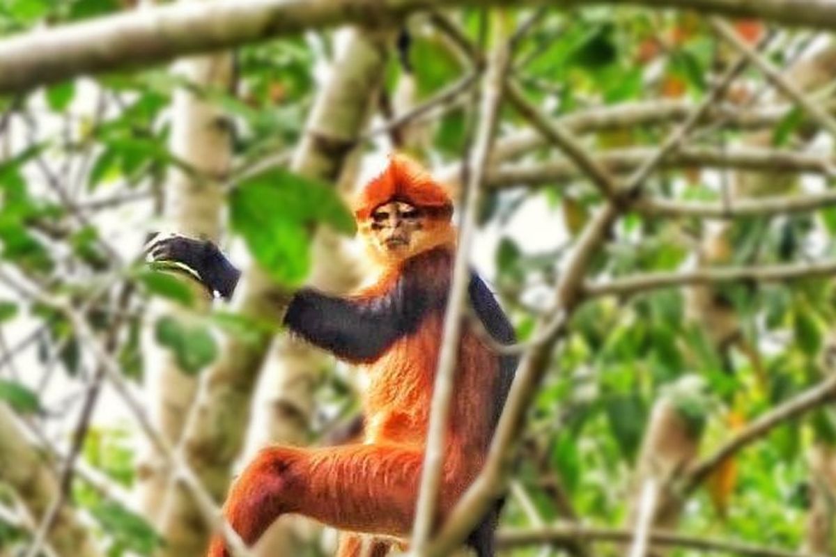 Ilustrasi Lutung Sentarum