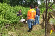 Dibungkus Seprai, Sesosok Mayat Ditemukan Pemulung di Tong Sampah
