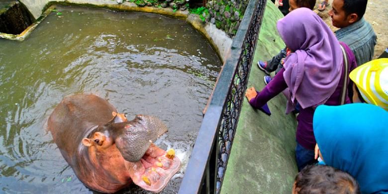 Pengunjung Kebun Binatang Gembira Loka, Yogyakarta, Minggu (8/12/2013), sedang bercengkerama dengan satwa koleksi di sana. Kebun binatang itu menjadi salah satu tempat rekreasi utama di Yogyakarta, khususnya akhir pekan. Pada hari kerja, Senin-Jumat, jumlah pengunjung sekitar 1.500 orang per hari. Pada akhir pekan, Sabtu dan Minggu, jumlah pengunjung sekitar 5.000 orang per hari.