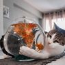 Mengapa Kucing Suka Ikan Padahal Mereka Membenci Air?
