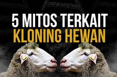 INFOGRAFIK: 5 Mitos Terkait Kloning Hewan...