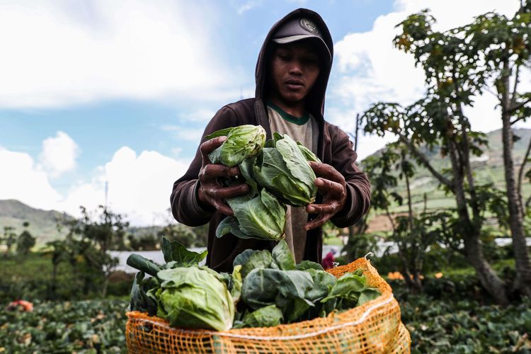 Petani memanen sayur kol yang berada di kawasan dataran tinggi Dieng, Desa Kepakisan, Kecamatan Batur, Kabupaten Banjarnegara, Jawa Tengah, Minggu (15/11/2020). Mata pencaharian masyarakat kawasan Dieng didominasi oleh sektor pertanian, khususnya tanaman semusim pada ketinggian lebih dari 1.900 meter di atas permukaan laut, komoditas tanaman pertanian yang dibudidayakan petani lebih didominasi oleh tanaman kentang.