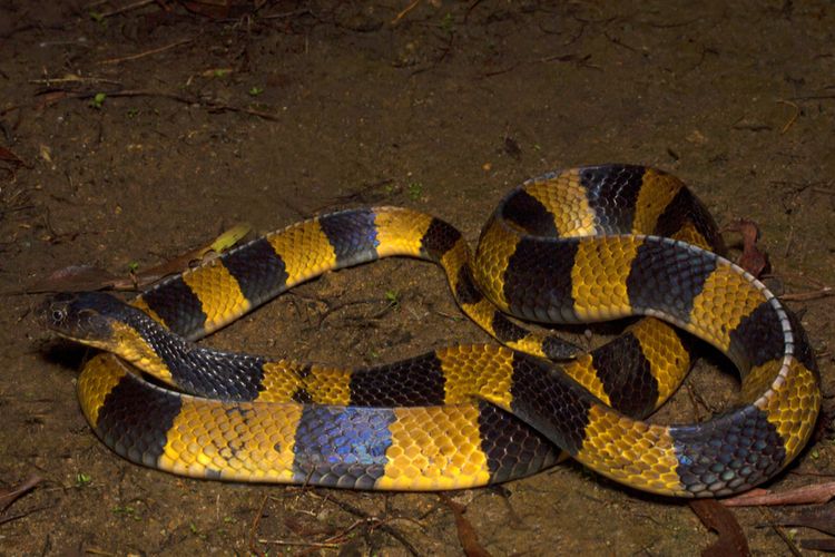 Ular welang atau Bungarus Fasciatus.