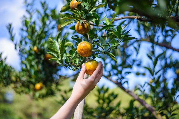 Ilustrasi panen jeruk. 