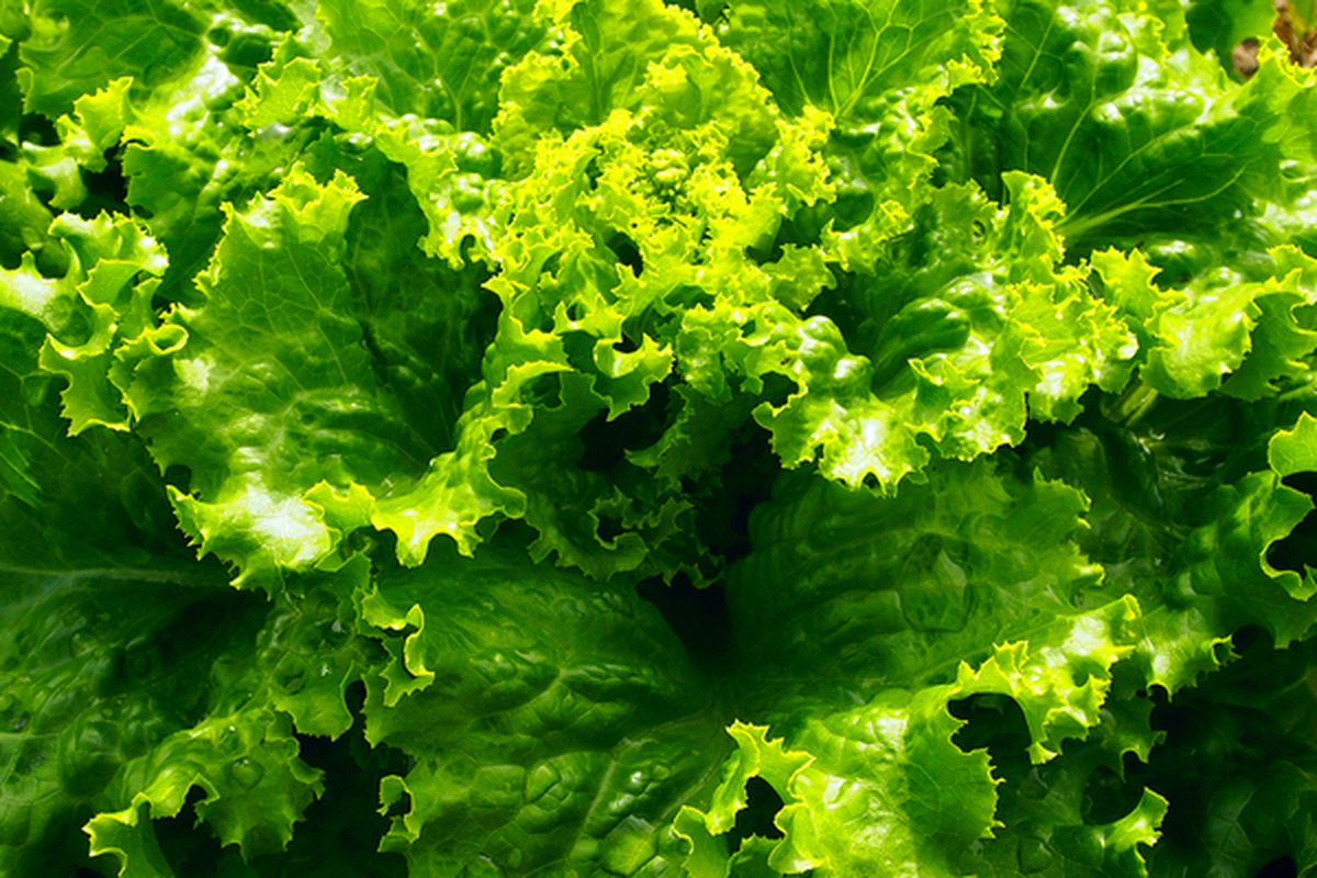 Ilustrasi selada, menanam selada. 