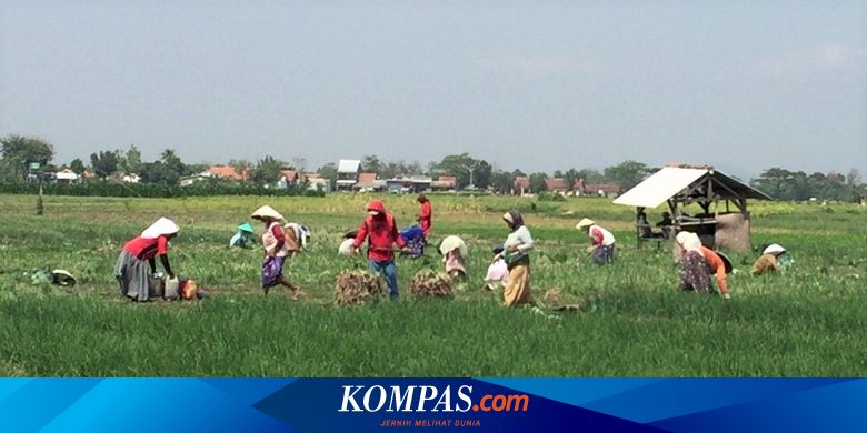 Ini Alasan Sektor Pertanian Menarik Untuk Dijadikan Profesi Halaman All Kompas Com