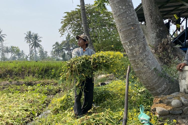 Harga Sawi Cuma Rp 7.000 per 25 Ikat, Petani Malang Pilih Buang Panen