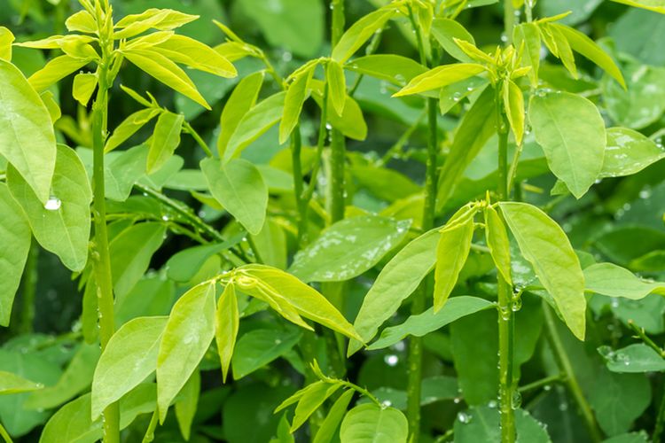 Ilustrasi tanaman katuk, daun katuk. 