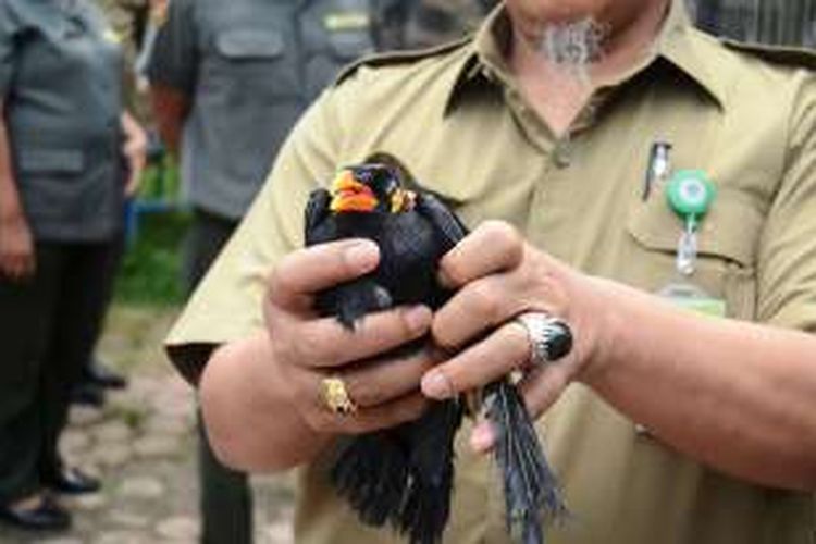 Petugas Gakum LHK menunjukkan satu ekor burung Beo yang mereka sita dari sebuah ruko di Kabupaten Asahan, Selasa (14/6/2016)