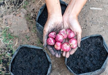 Cara Menanam Bawang Merah di Rumah, Bisa Pakai Polybag