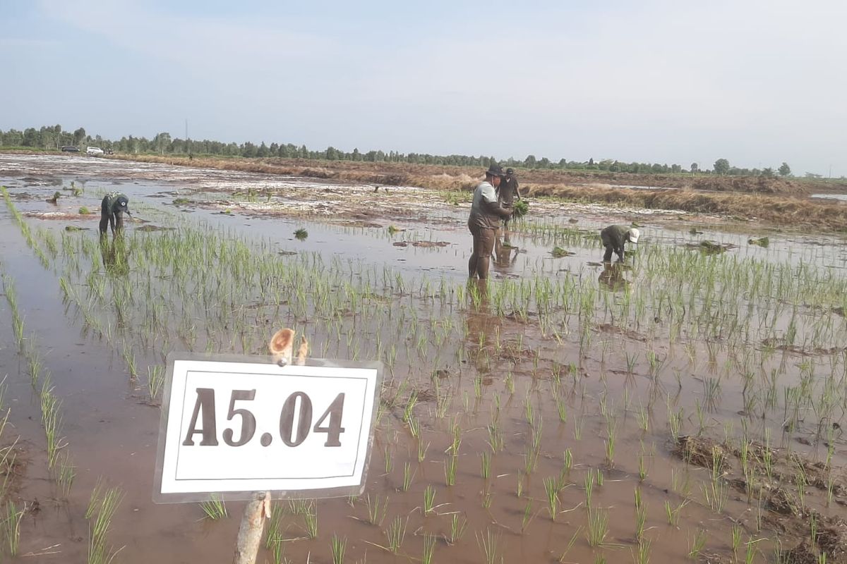 Petani menanam padi di lokasi cetak sawah proyek optimalisasi lahan di Desa Bentuk Jaya, Kecamatan Dadahup, Kabupaten Kapuas, Provinsi Kalimantan Tengah, Jumat (27/9/2024). 