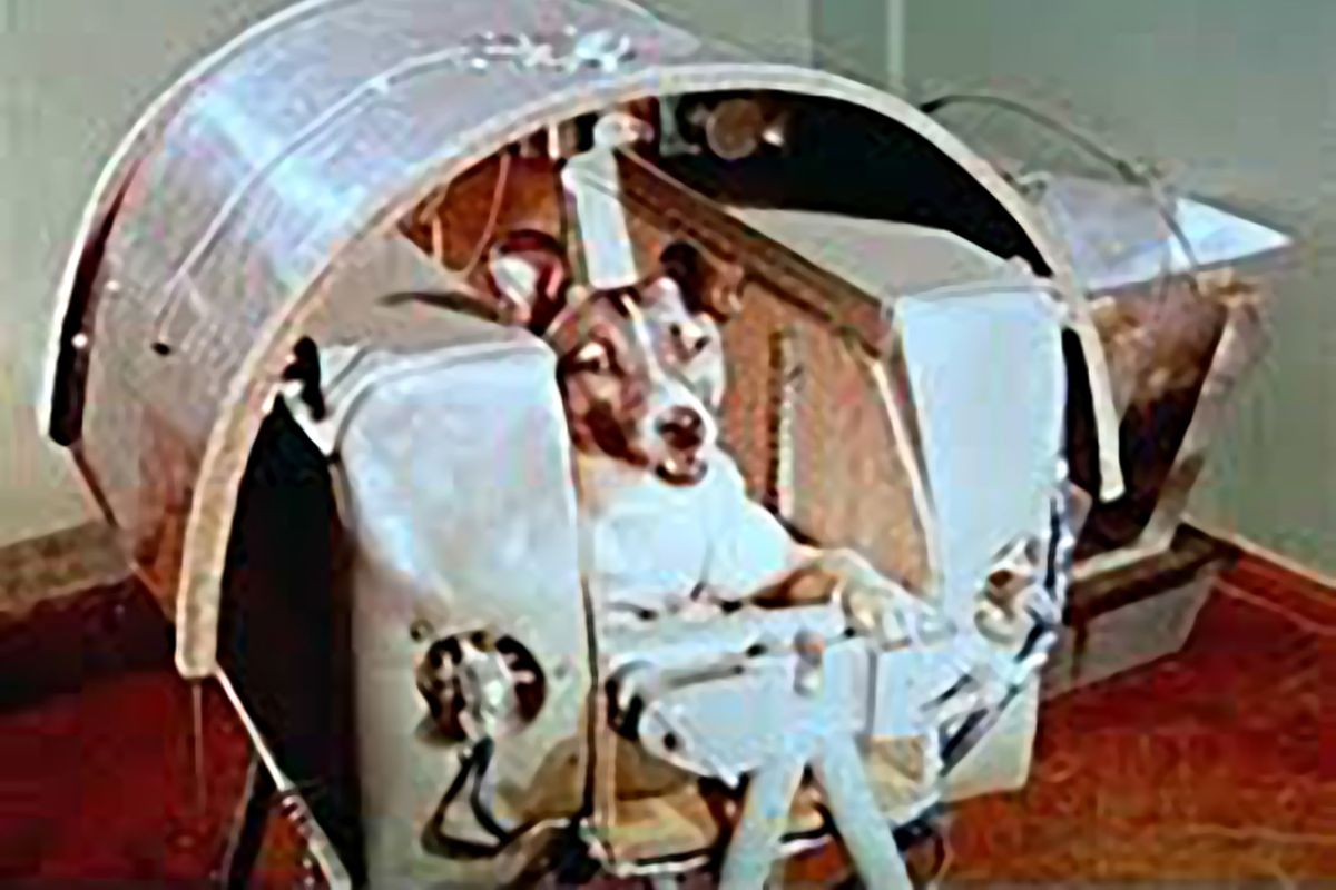 Laika, anjing pertama yang terbang ke luar angkasa