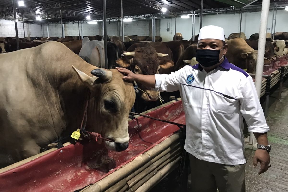 Marketing Sumiland Farm, Arpan Dadi menunjukkan sapi limosin yang ada di lapaknya di Jalan Raya Lenteng Agung, Jagakarsa, Jakarta, Kamis (9/7/2020). Pedagang sapi kurban di sekitar Jalan Raya Lenteng Agung mulai berjualan sejak awal Juli 2020.