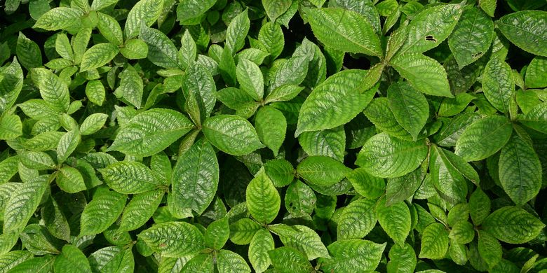 Tanaman Strobilanthes crispus atau kejibeling.