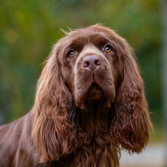 Ilustrasi anjing Sussex spaniel.