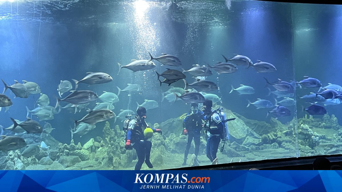 Saat Penyelam Main Bola di Tengah Hiu dan Ribuan Ikan, Cara Aquarium Pangandaran Semarakkan Piala Dunia