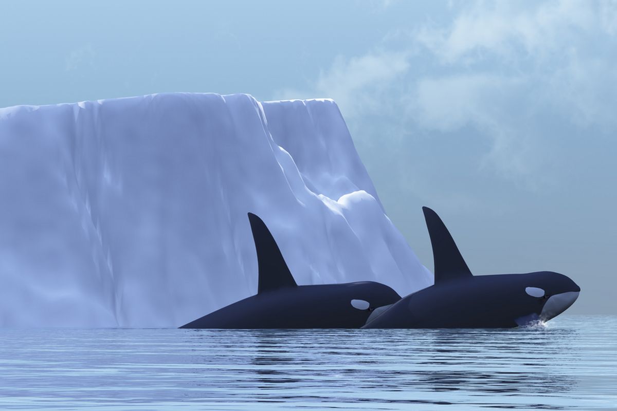 Ilustrasi paus pembunuh di perairan Arktik, Kutub Utara. Mamalia laut penghuni perairan Arktik.