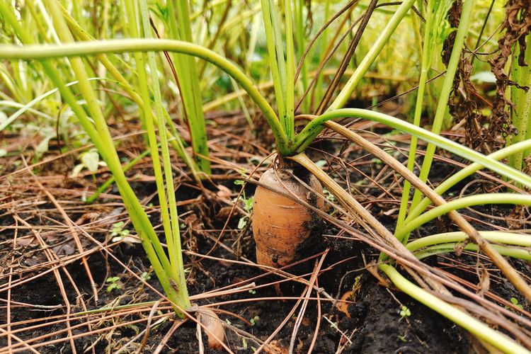 Wortel jenis Berastagi salah satu sayuran yang ditanam di lereng Gunung Arjuno di kawasan Dusun Segundu, Desa Sumbergondo, Kota Batu, Jawa Timur.