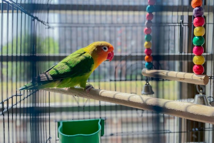 Polusi suara dari aktivitas manusia memengaruhi perilaku, hormon stres, dan reproduksi burung.