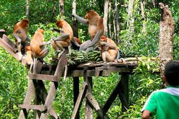 Sejumlah bekantan makan pisang yang disediakan petugas di Kawasan Konservasi Mangrove dan Bekantan (KKMB), Kota Tarakan, Kalimantan Utara, beberapa waktu lalu. Bekantan-bekantan tersebut menjadi daya tarik bagi wisatawan yang mengunjungi KKMB. 