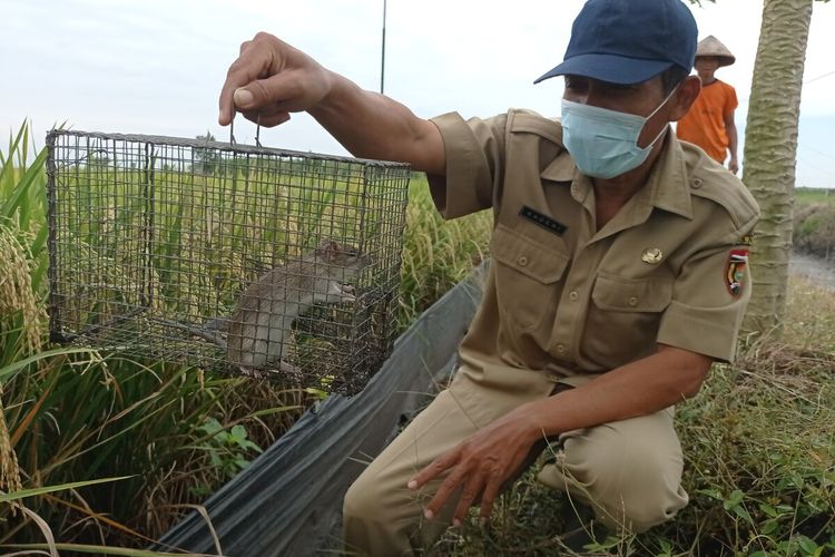 Peralatan pembasmi tikus, trap barrier system atau TBS yang ramah lingkungan. Bupati Ngawi Ony Anwar meminta petani di Ngawi menggunakan alat pembasmi tikus yang ramah lingkungan.