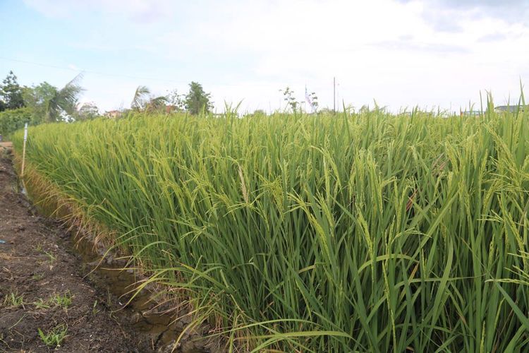 Hama wereng batang cokelat menyerang padi di pusat produksi padi nasional. Serangan hama mampu ditangani Kementerian Pertanian dengan menerapkan beragam teknologi pertanian.