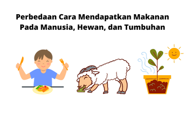 Perbedaan Cara Mendapatkan Makanan Pada Manusia, Hewan, dan Tumbuhan